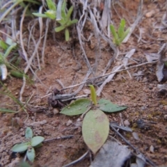 Ophioglossum lusitanicum at Tennent, ACT - 17 Sep 2014 07:16 PM