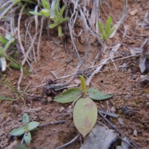 Ophioglossum lusitanicum at Tennent, ACT - 17 Sep 2014