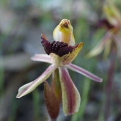 Caladenia actensis (Canberra Spider Orchid) at Majura, ACT by AaronClausen