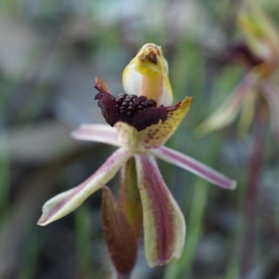 Caladenia actensis (Canberra Spider Orchid) at Majura, ACT - 21 Sep 2014 by AaronClausen