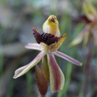 Caladenia actensis (Canberra Spider Orchid) at Majura, ACT by AaronClausen