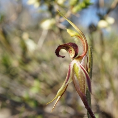 Caladenia actensis (Canberra Spider Orchid) at Majura, ACT by AaronClausen