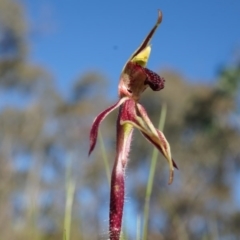 Caladenia actensis (Canberra Spider Orchid) at Majura, ACT by AaronClausen