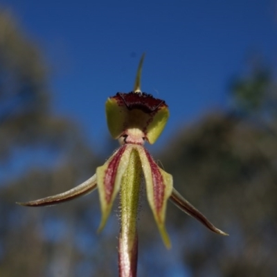 Caladenia actensis (Canberra Spider Orchid) at Majura, ACT - 21 Sep 2014 by AaronClausen