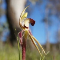 Caladenia actensis (Canberra Spider Orchid) at Majura, ACT - 21 Sep 2014 by AaronClausen