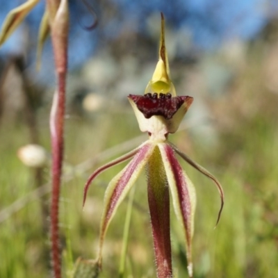 Caladenia actensis (Canberra Spider Orchid) at Majura, ACT - 21 Sep 2014 by AaronClausen