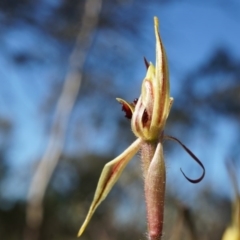 Caladenia actensis (Canberra Spider Orchid) at Majura, ACT - 21 Sep 2014 by AaronClausen