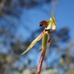 Caladenia actensis (Canberra Spider Orchid) at Majura, ACT by AaronClausen