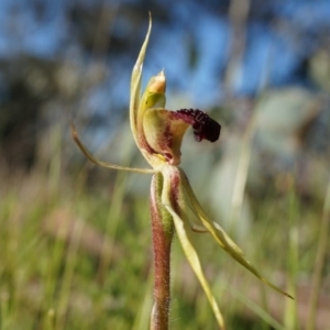 Caladenia actensis at suppressed - 21 Sep 2014