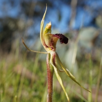 Caladenia actensis (Canberra Spider Orchid) at Majura, ACT by AaronClausen