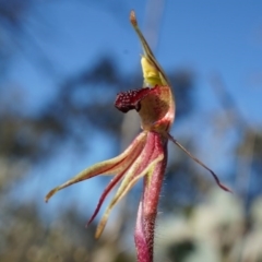 Caladenia actensis (Canberra Spider Orchid) at Majura, ACT - 21 Sep 2014 by AaronClausen