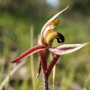 Caladenia actensis at suppressed - suppressed