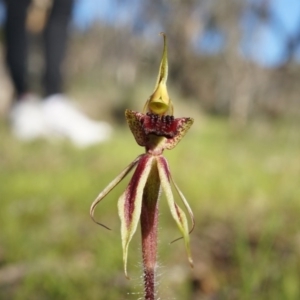 Caladenia actensis at suppressed - 21 Sep 2014