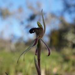 Caladenia actensis (Canberra Spider Orchid) at Majura, ACT - 21 Sep 2014 by AaronClausen