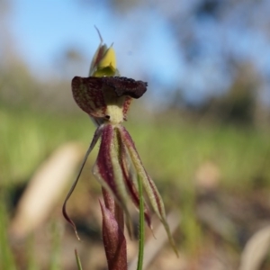 Caladenia actensis at suppressed - suppressed