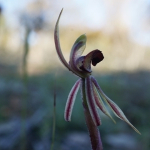 Caladenia actensis at suppressed - 21 Sep 2014