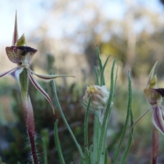 Caladenia actensis (Canberra Spider Orchid) at Majura, ACT - 21 Sep 2014 by AaronClausen