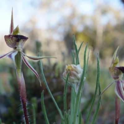 Caladenia actensis (Canberra Spider Orchid) at Majura, ACT by AaronClausen