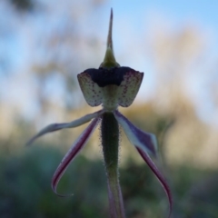 Caladenia actensis (Canberra Spider Orchid) at Majura, ACT by AaronClausen