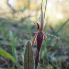 Caladenia actensis (Canberra Spider Orchid) at Majura, ACT by AaronClausen