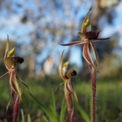 Caladenia actensis (Canberra Spider Orchid) at Majura, ACT by AaronClausen