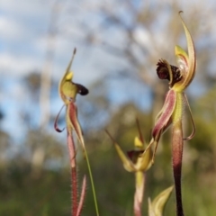 Caladenia actensis (Canberra Spider Orchid) at Majura, ACT by AaronClausen