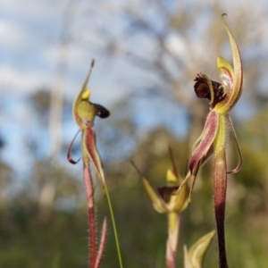 Caladenia actensis at suppressed - 21 Sep 2014