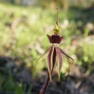 Caladenia actensis at suppressed - suppressed