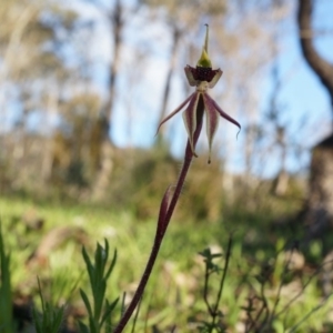 Caladenia actensis at suppressed - suppressed