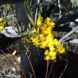 Acacia buxifolia subsp. buxifolia at Paddys River, ACT - 20 Sep 2014 10:07 AM