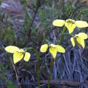 Diuris chryseopsis at Cook, ACT - suppressed