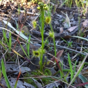 Drosera sp. at Belconnen, ACT - 21 Sep 2014