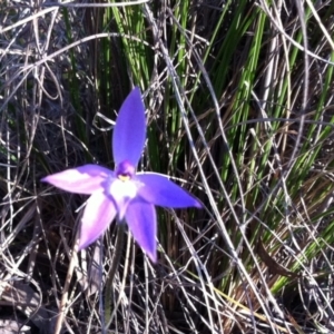 Glossodia major at Cook, ACT - 21 Sep 2014