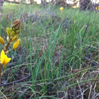 Bulbine bulbosa (Golden Lily) at Belconnen, ACT - 21 Sep 2014 by JasonC