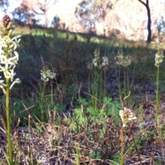 Stackhousia monogyna (Creamy Candles) at Belconnen, ACT - 21 Sep 2014 by JasonC