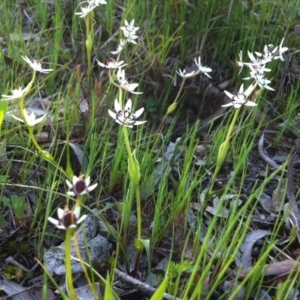 Wurmbea dioica subsp. dioica at Cook, ACT - 21 Sep 2014