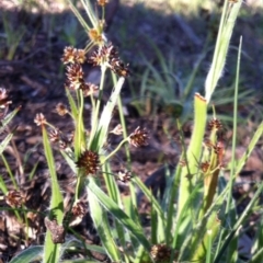 Luzula densiflora (Dense Wood-rush) at Belconnen, ACT - 21 Sep 2014 by JasonC