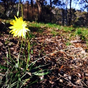 Microseris walteri at Cook, ACT - 21 Sep 2014 04:24 PM