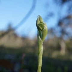 Hymenochilus sp. (A Greenhood Orchid) at Majura, ACT - 21 Sep 2014 by AaronClausen