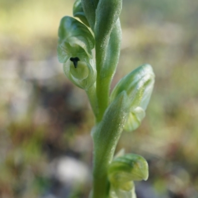 Hymenochilus cycnocephalus (Swan greenhood) at Majura, ACT - 21 Sep 2014 by AaronClausen