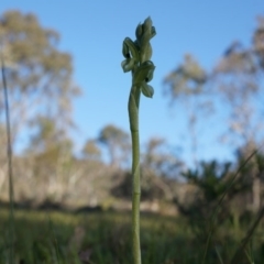 Hymenochilus bicolor (Black-tip Greenhood) at Majura, ACT - 21 Sep 2014 by AaronClausen