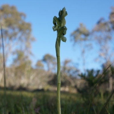 Hymenochilus bicolor (ACT) = Pterostylis bicolor (NSW) (Black-tip Greenhood) at Majura, ACT - 21 Sep 2014 by AaronClausen