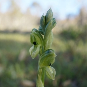 Hymenochilus bicolor at Majura, ACT - 21 Sep 2014