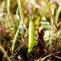 Ophioglossum lusitanicum (Adder's Tongue) at Majura, ACT - 21 Sep 2014 by AaronClausen