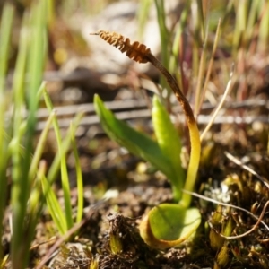 Ophioglossum lusitanicum at Majura, ACT - 21 Sep 2014 03:33 PM