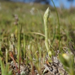 Hymenochilus sp. (A Greenhood Orchid) at Majura, ACT - 21 Sep 2014 by AaronClausen