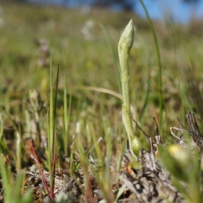 Hymenochilus sp. (A Greenhood Orchid) at Majura, ACT - 21 Sep 2014 by AaronClausen