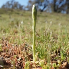 Hymenochilus sp. (A Greenhood Orchid) at Majura, ACT - 21 Sep 2014 by AaronClausen