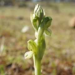 Hymenochilus bicolor (ACT) = Pterostylis bicolor (NSW) (Black-tip Greenhood) at Majura, ACT - 21 Sep 2014 by AaronClausen