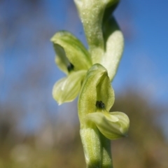 Hymenochilus bicolor (ACT) = Pterostylis bicolor (NSW) at Majura, ACT - 21 Sep 2014